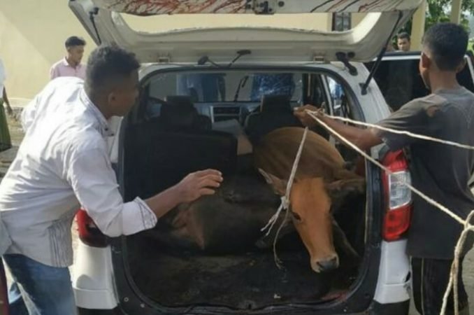 3 Pencuri Ditangkap Setelah Satu Didor, Polisi Temukan 3 Sapi Dalam Mobil