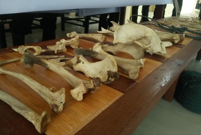 Tulang satwa dilindungi