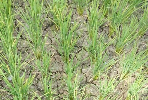 Sawah kering Sawang 1