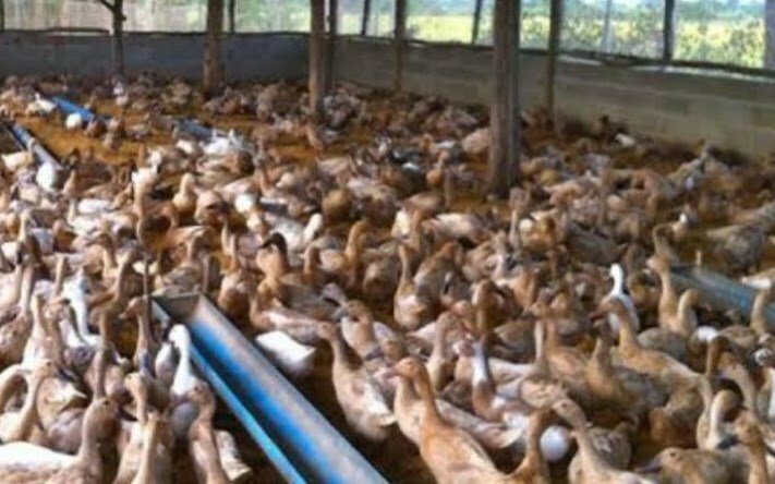 Ilustrasi bebek petelur ist