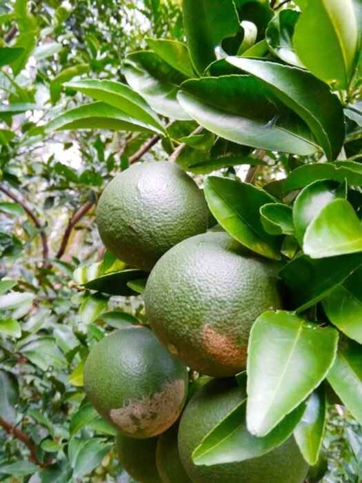 Buah jeruk–Jamaluddin