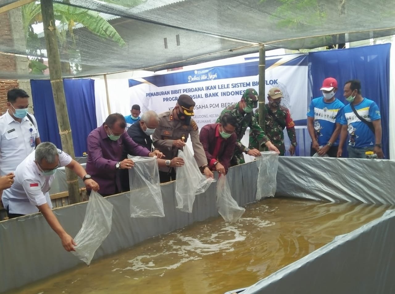 Benih lele tabur mongeudong