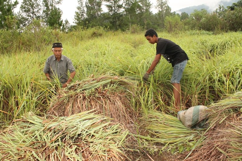 Serai Wangi Gayo Lues-Anuar 3-Portalsatu