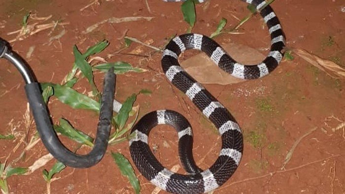 Ular weling --Instagram Sioux Indonesia