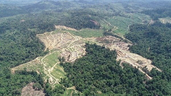 Merek Ternama Dunia Ikut Merusak Hutan Leuser