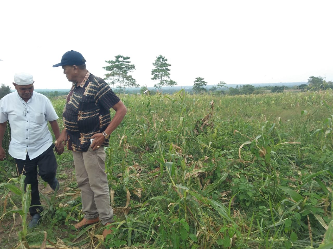 Jagung Koptan MB gagal panen1