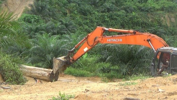 Jejak Perusahaan Nakal di Ekosistem Leuser