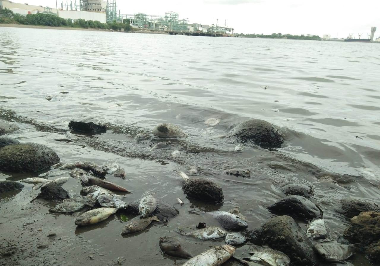 Ikan mati di Dewantara