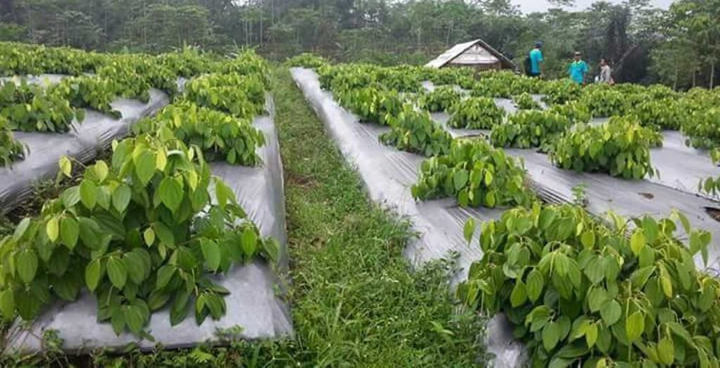 budidaya-lada-perdu-pertanian-mesuji id