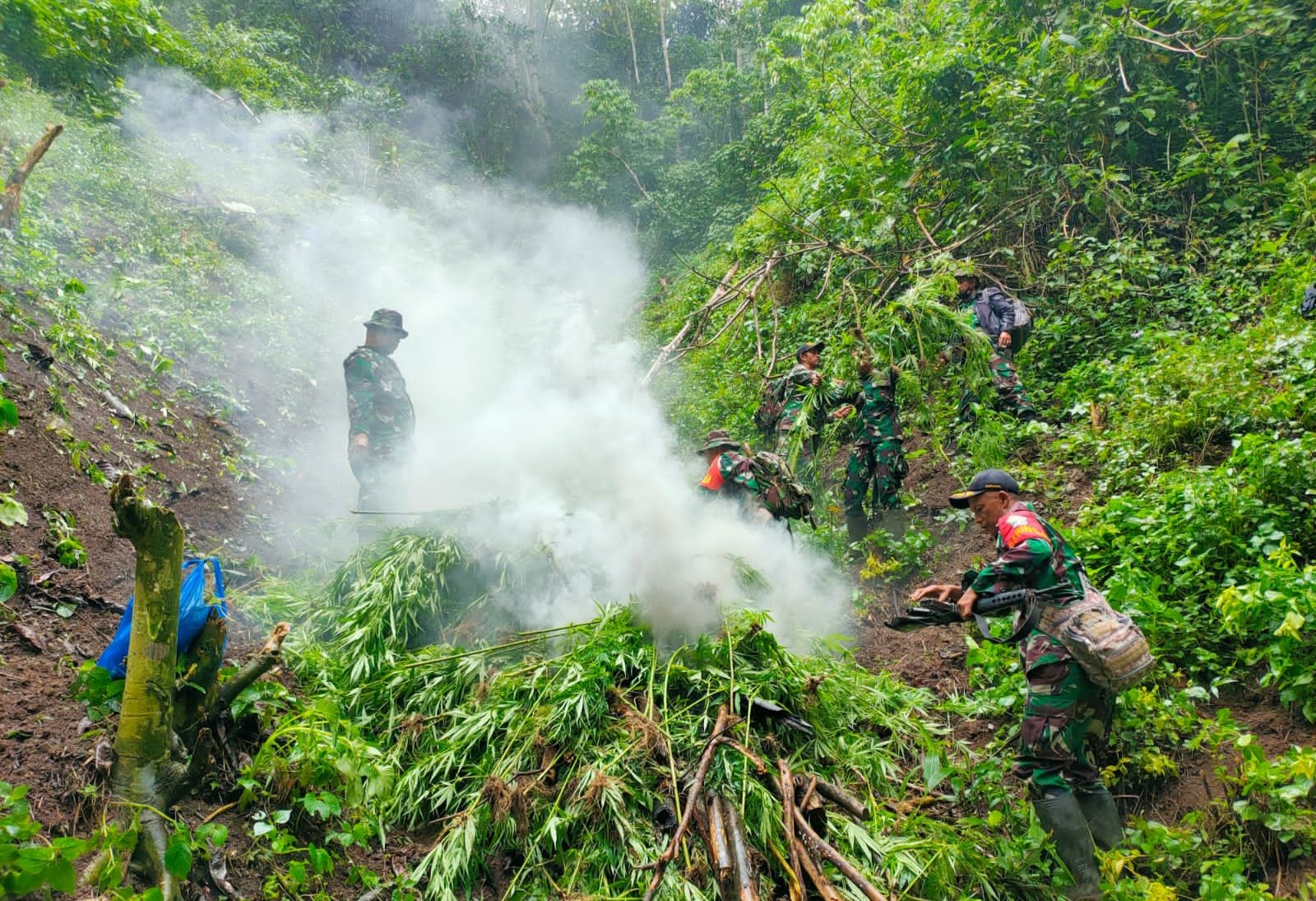 Pemusnahan ganja di Tangse