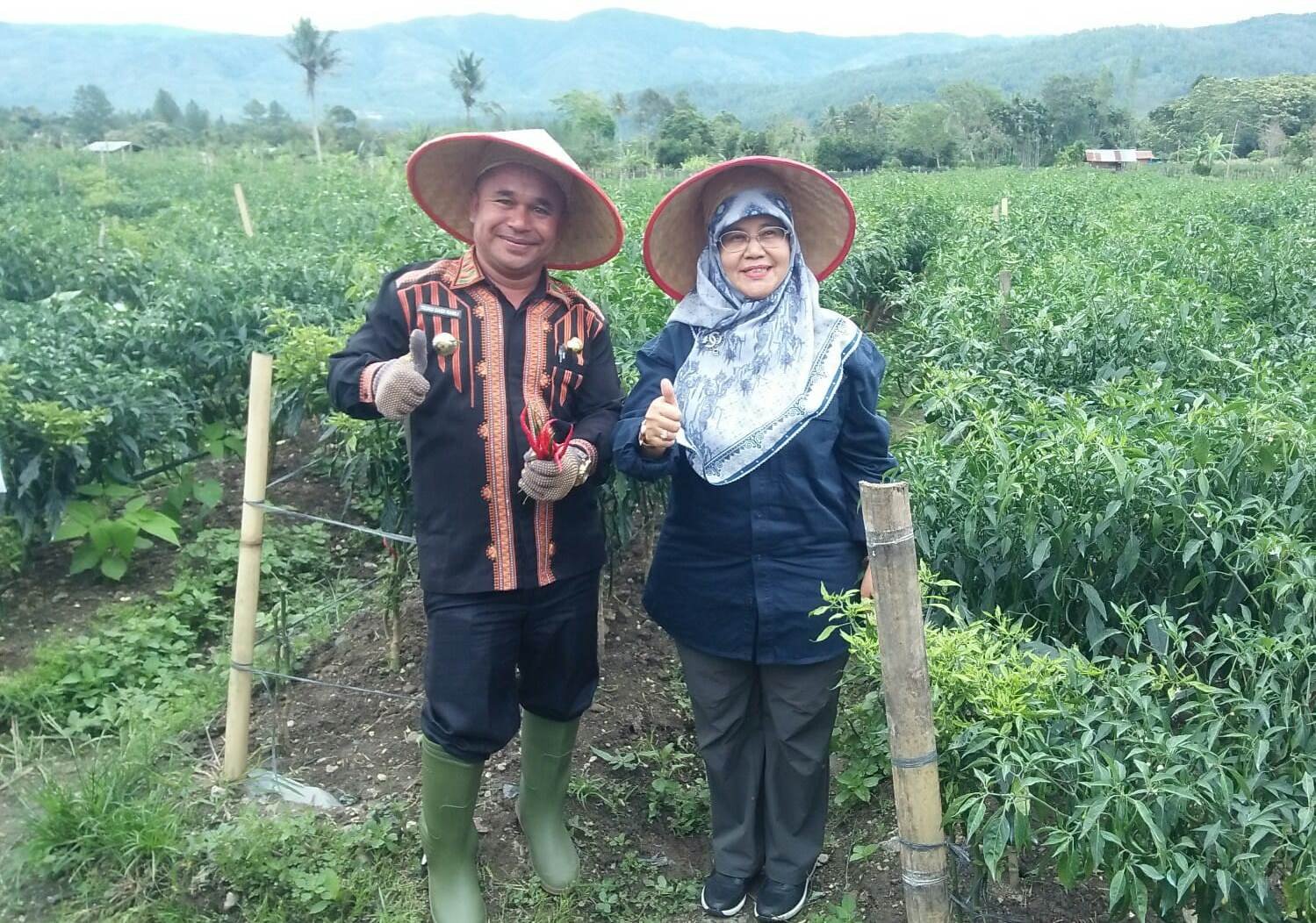 Kadis Pertanian Aceh Panen Perdana Cabai di Gayo Lues, Camat Sampaikan Keluhan Petani