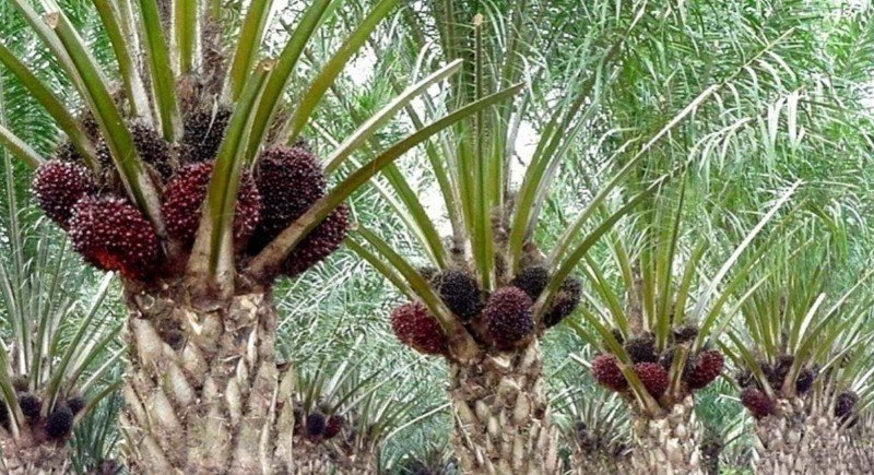 85463-66kelapasawit-1350x675_copy_800x435