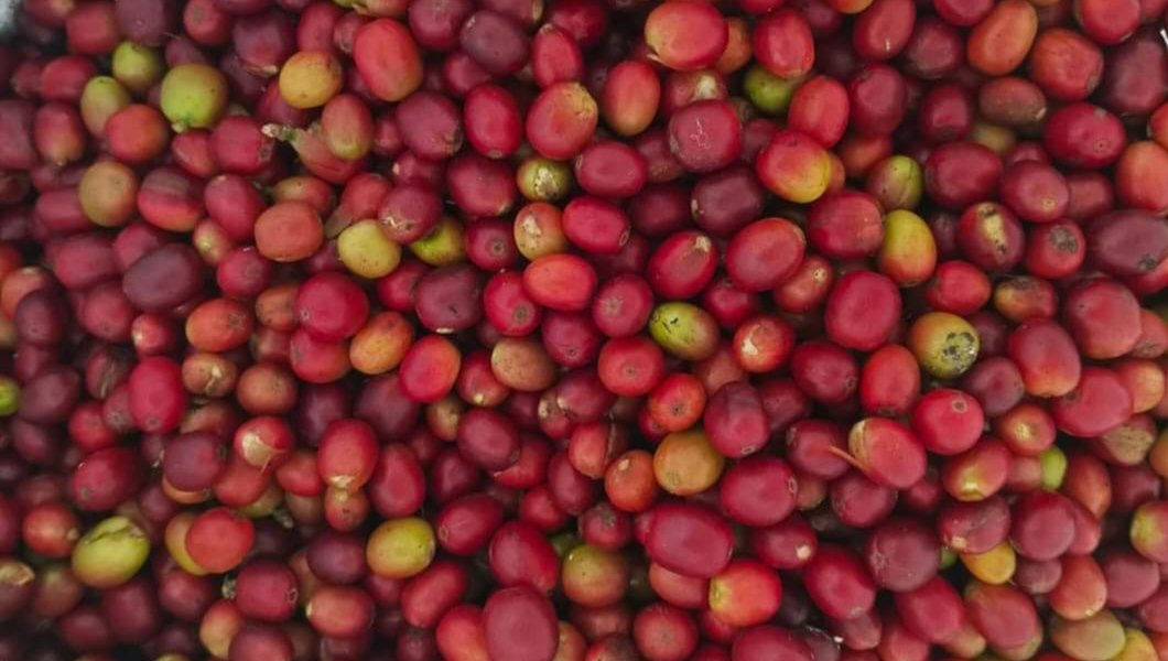 Harga Melambung, Pencurian Kopi Marak di Gayo Lues