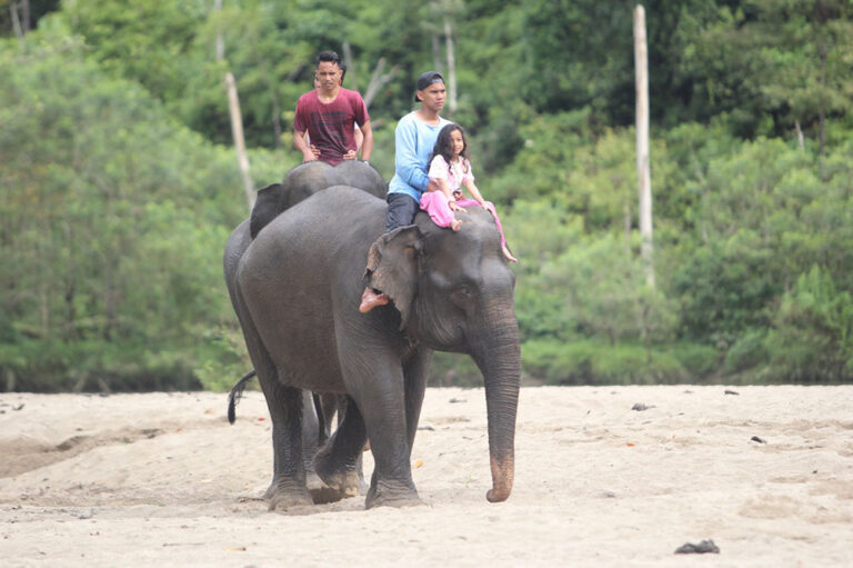 Hidup Berdampingan Dengan Gajah Liar
