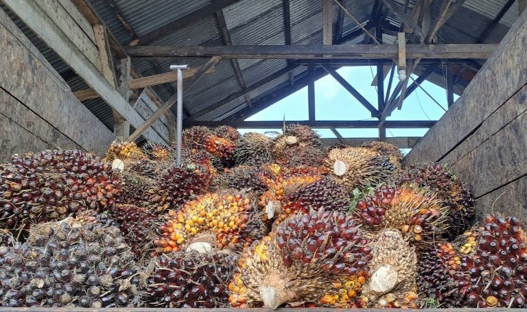 Harga TBS Sawit di Aceh Utara Rp2.000/Kg