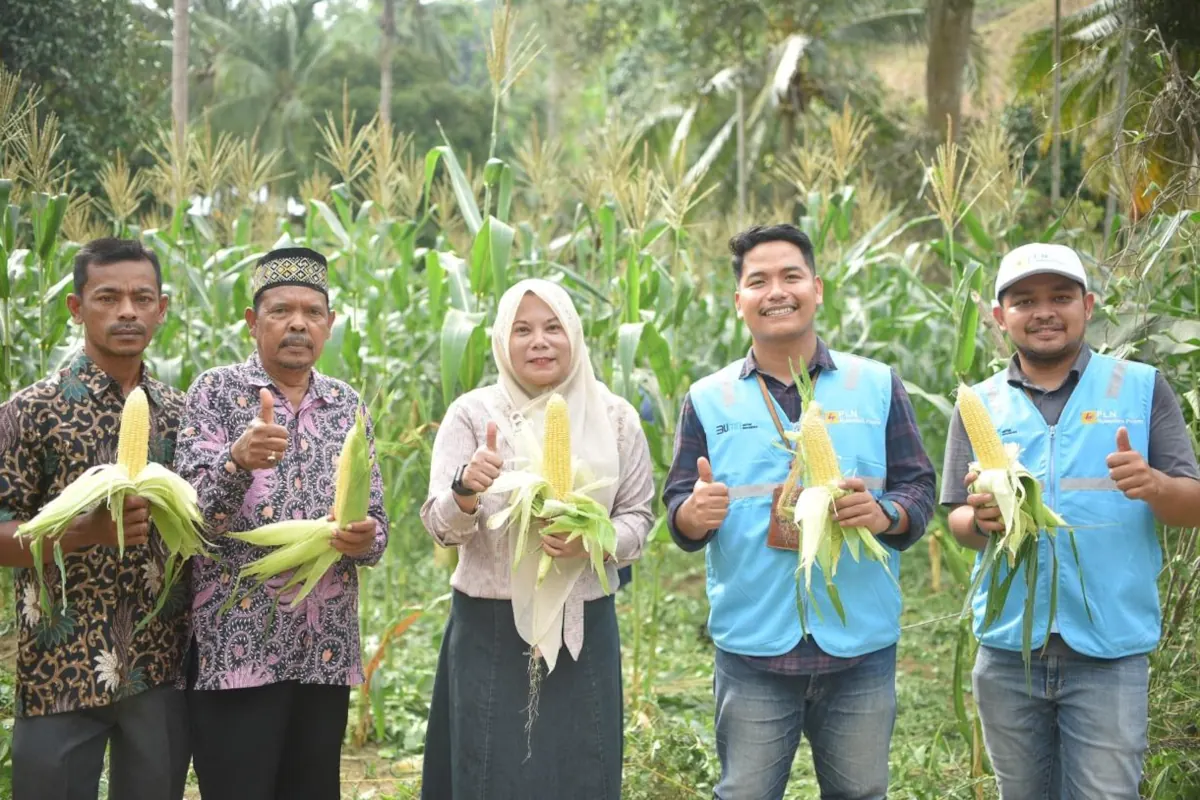 PLN Nusantara Power Arun Panen Jagung dan Cabai di Ujong Pacu