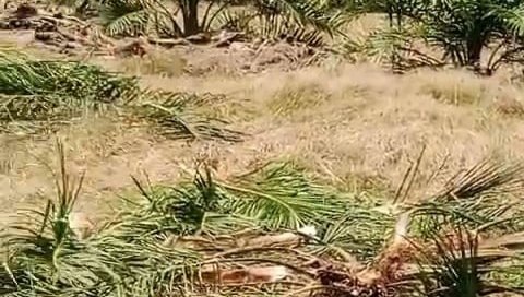 IMG_20250220_162621_1