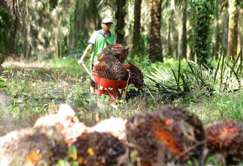 Ini Penjelasan PT Satya Agung Soal Program Plasma di Buket Makarti