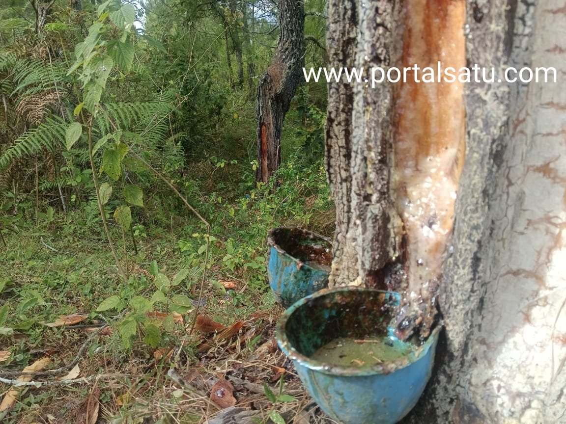 Tiga Perusahaan Tutup, Penjualan Getah Pinus di Gayo Lues Mulai Tersendat