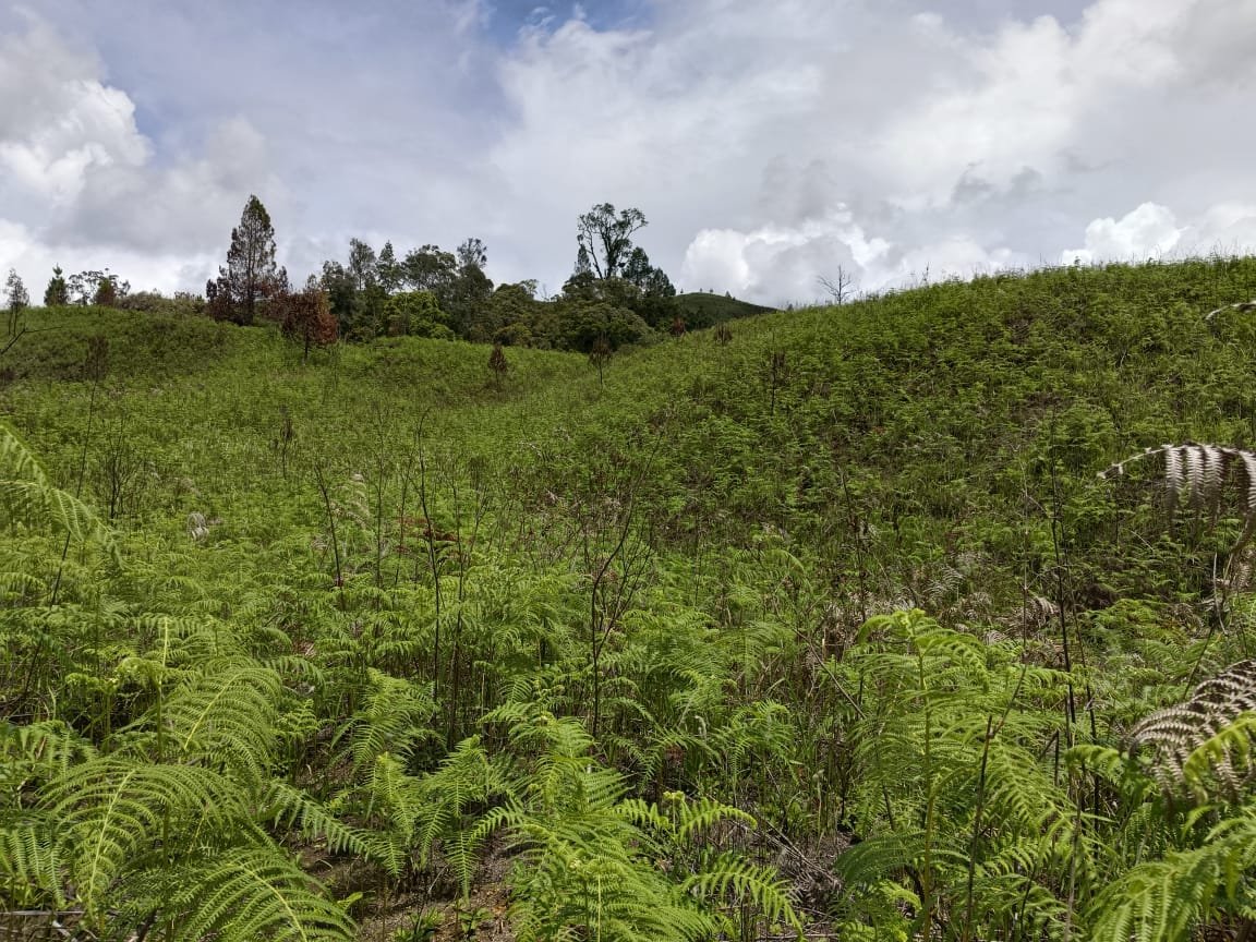 Bertaruh Nyawa Menuju Perkebunan Reko Kering, Ratusan Hektar Lahan Diterlantarkan Petani Kopi