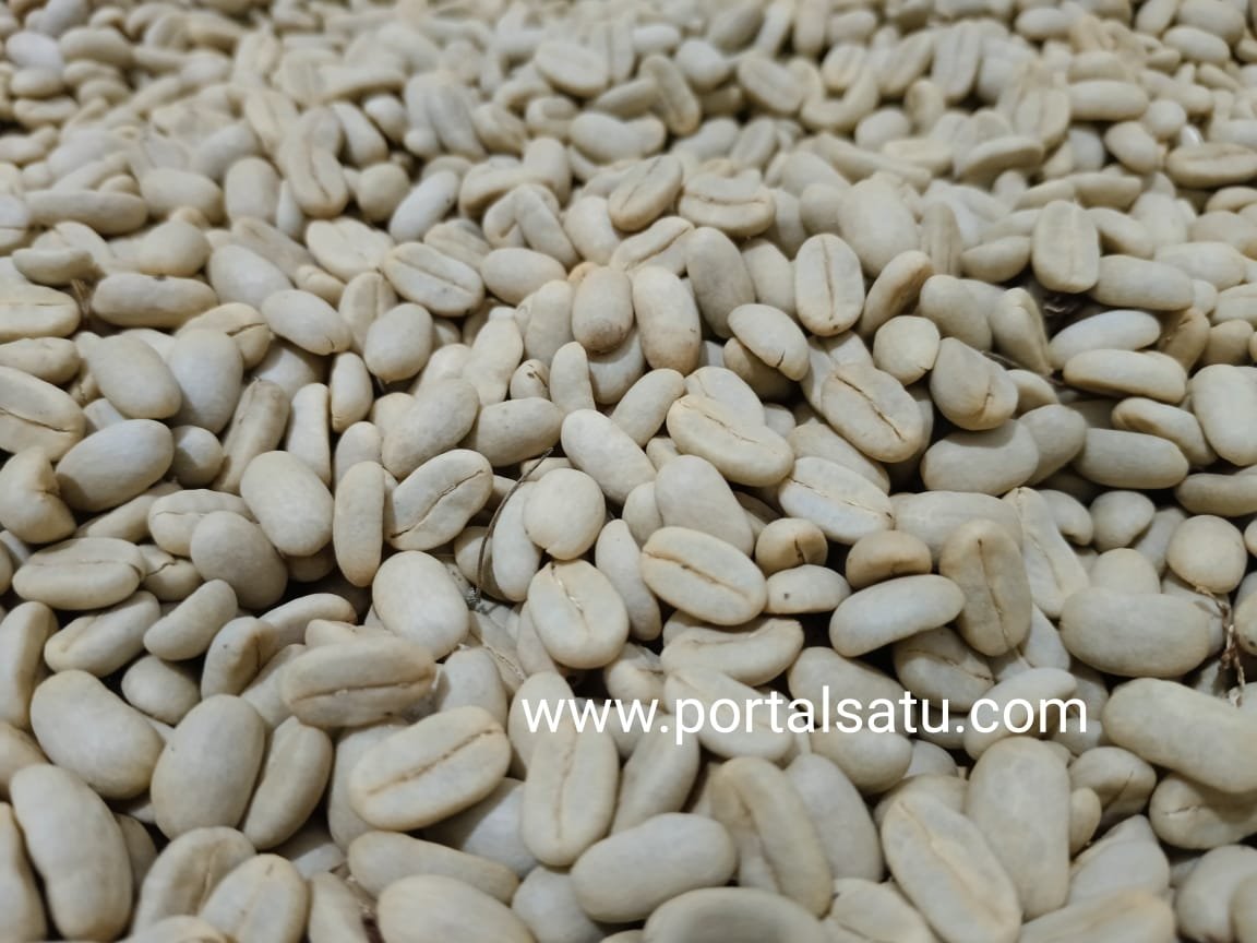 Harga Gabah Kopi Gayo Lues Kembali Melejit, Toke Beli Rp64 Ribu Per Bambu