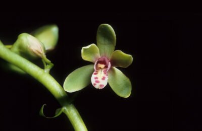 Anggrek-Expanded–Anggrek Ibu Tien yang endemik Sumatera Utara. Foto J B Comber-The Swiss Orchid Foundation-orchidspecies com – mongabay.co.id