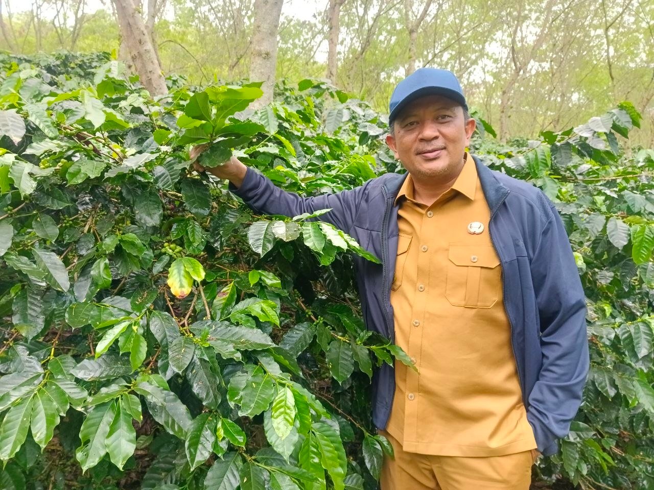 Bupati Suhaidi lihat kebun kopi Lembah Kodim