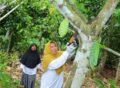 Kisah Perempuan Kepala Keluarga Petani Kakao di Aceh Utara