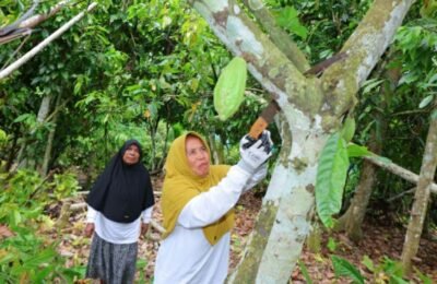 Kisah Perempuan Kepala Keluarga Petani Kakao di Aceh Utara