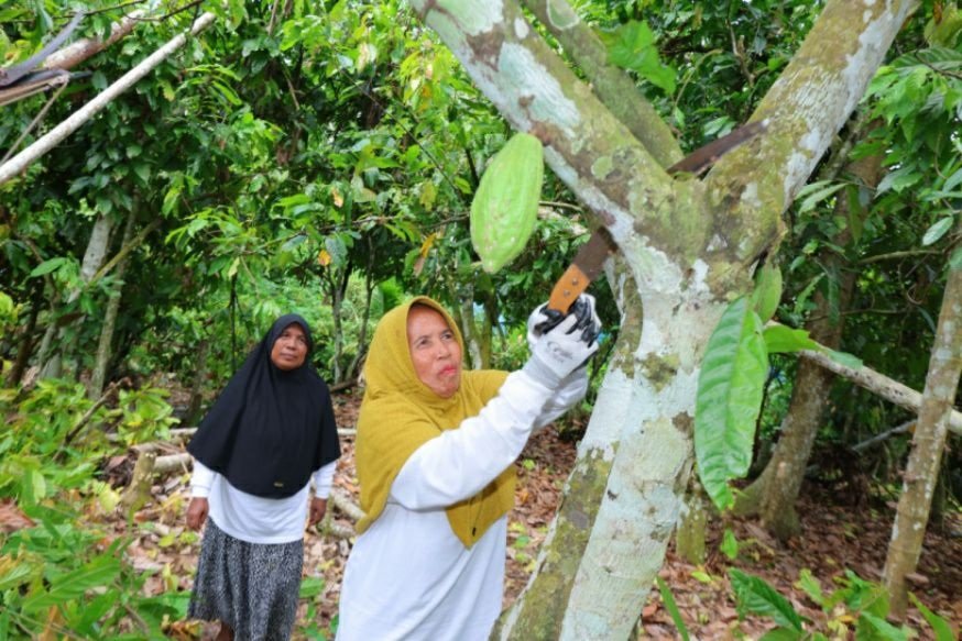 Nurhasanah petani kakao di Blang Pante Paya Bakong