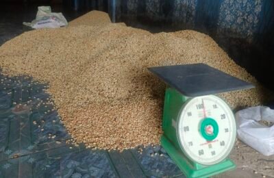 Harga Gabah Kopi Arabika di Gayo Lues Naik Rp2000 dari Sebelumnya