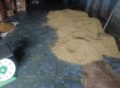 Harga Gabah Kopi Arabika di Gayo Lues Naik Tipis