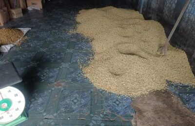Harga Gabah Kopi Arabika di Gayo Lues Naik Tipis