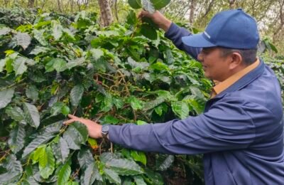 Bupati Suhaidi lihat kebun kopi Gayo