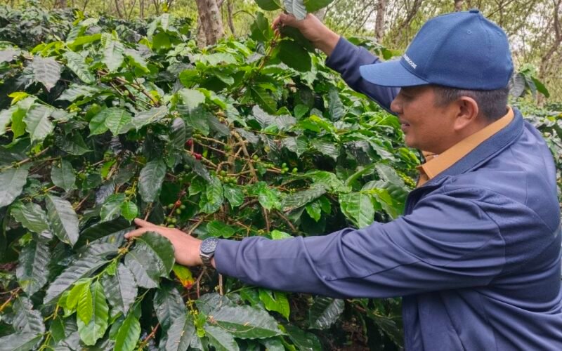 Petani Kopi Minta Bupati Gayo Lues Aktifkan PT GLM Beli Kopi, Begini Jawaban Suhaidi