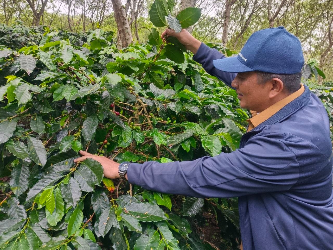 Bupati Suhaidi lihat kebun kopi Gayo