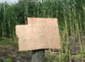 Penjaga Sapi di Kecamatan Teragun Kesetrum di Kebun Jagung, Pemilik Kebun Diminta Bayar Rp 30 Juta