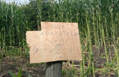 Penjaga Sapi di Kecamatan Teragun Kesetrum di Kebun Jagung, Pemilik Kebun Diminta Bayar Rp 30 Juta