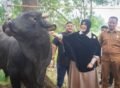 Pemko Banda Aceh Salurkan Sapi Kurban Bantuan Presiden, Daging Didistribusikan ke Empat Kecamatan