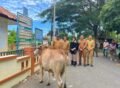 Iduladha 1447 H, Wali Kota Illiza Salurkan Puluhan Hewan Qurban untuk Masyarakat, Dayah, dan Korban Bencana