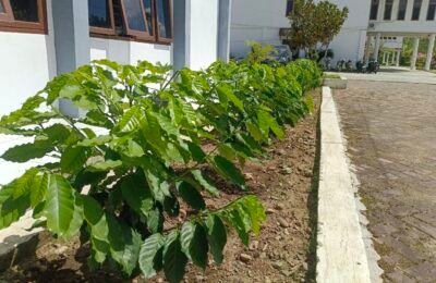Bupati dan Wabup Gayo Lues Wajibkan Tanam Kopi di Perkarangan Kantor, Ini Alasannya