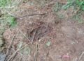 Pencurian Ternak Potong di Tempat Hebohkan Gayo Lues, Warga Diminta Waspada