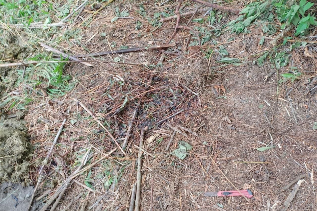 Bekas darah kerbau di lokasi pencurian ternak