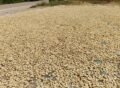 Kopi Arabika Gayo Lues Mulai Panen Raya, Harga Gabah Mulai Bergerak Naik