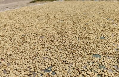Kopi Arabika Gayo Lues Mulai Panen Raya, Harga Gabah Mulai Bergerak Naik