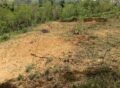 Petani Gayo Lues Pertanyakan Kapan Kepastian Pembagian Bibit Kopi Program GERETEK