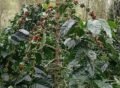 Kebun kopi milik warga Gayo Lues