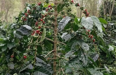 Harga Gabah Kopi Arabika Gayo Lues Bakal Melejit