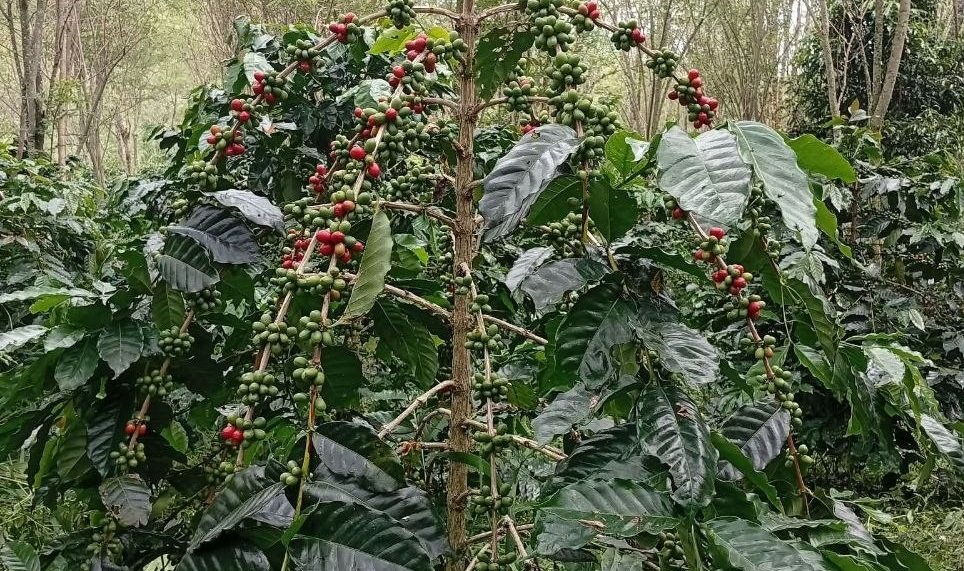 Kebun kopi milik warga Gayo Lues
