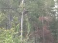 Pohon Tumbang Timpa Jaringan Listrik di Blangsere